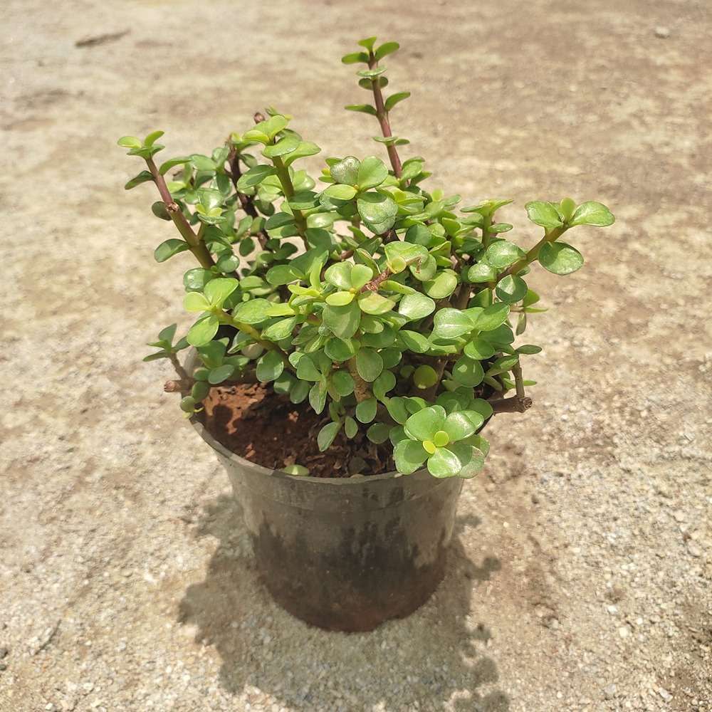 Jade Plant